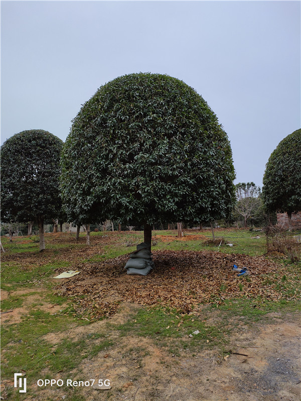 桂花树