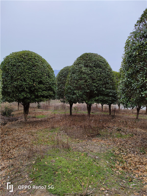 桂花树