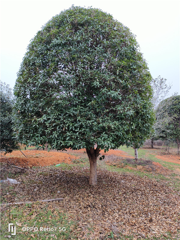 桂花树