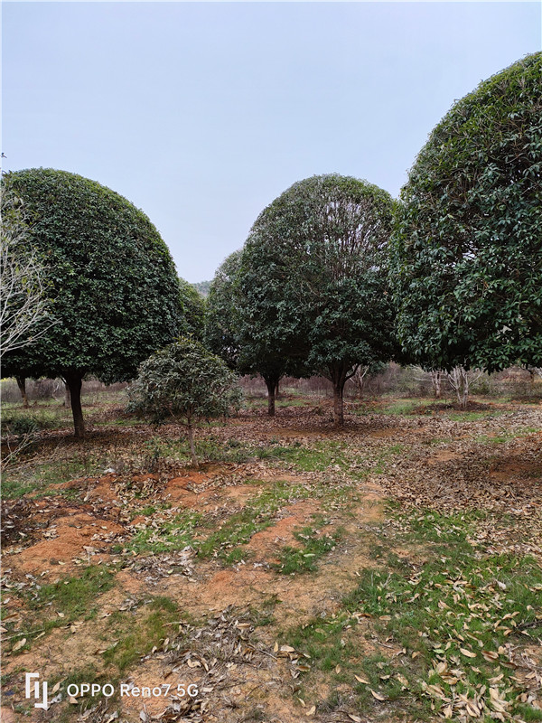 桂花树